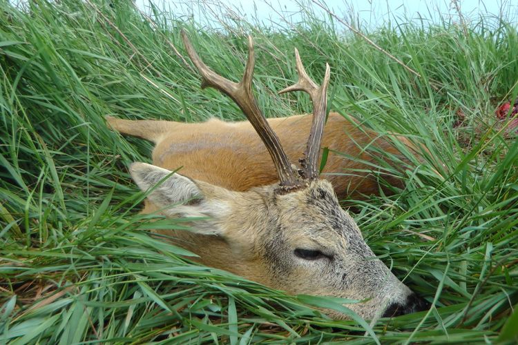 őzbak vadászat, Cigánd